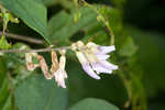 Hog Peanut